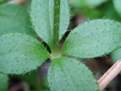 Galium rotundifolium
