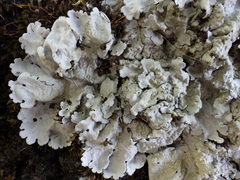 Ricasolia amplissima