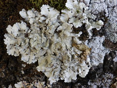 Ricasolia amplissima