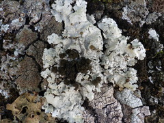 Ricasolia amplissima