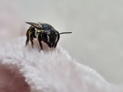 Megachile
