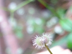 Galium rotundifolium