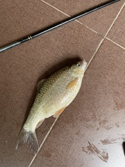 Osteochilus vittatus