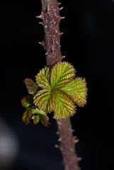 Candicantes
