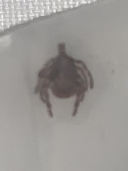 Amblyomma americanum