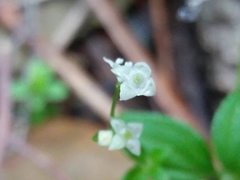 Galium rotundifolium