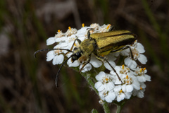 Lepturobosca chrysocoma