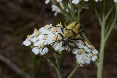 Lepturobosca chrysocoma