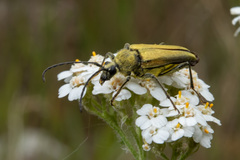 Lepturobosca chrysocoma
