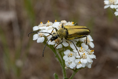 Lepturobosca chrysocoma
