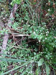 Galium rotundifolium