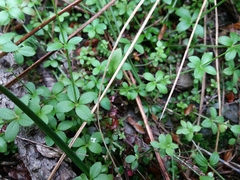 Galium rotundifolium