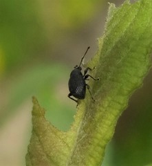 Otiorhynchus pinastri