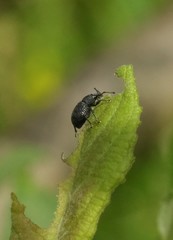 Otiorhynchus pinastri