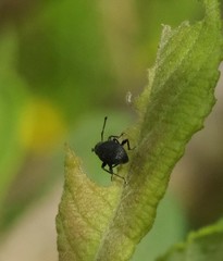 Otiorhynchus pinastri