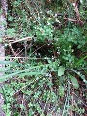 Galium rotundifolium