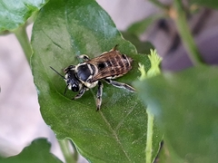 Megachile