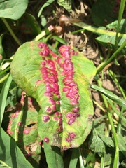 Microbotryum pustulatum