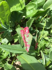 Microbotryum pustulatum