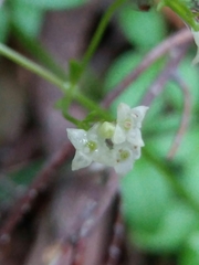 Galium rotundifolium