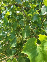 Vitis monticola