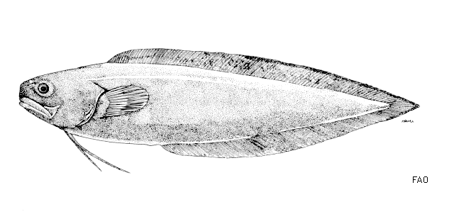 Redfin Brotula