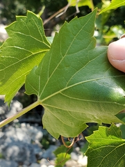 Vitis monticola