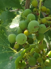 Vitis monticola