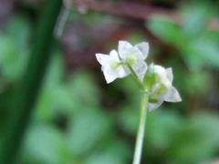 Galium rotundifolium