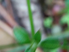 Galium rotundifolium