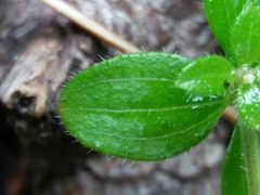 Galium rotundifolium