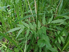 Valeriana excelsa