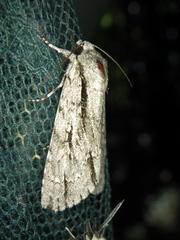 Acronicta lobeliae