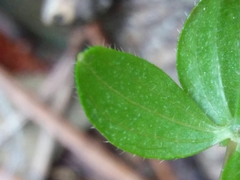 Galium rotundifolium