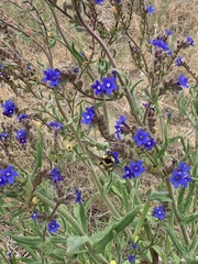 Bombus nevadensis