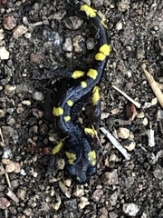 Ensatina eschscholtzii croceater