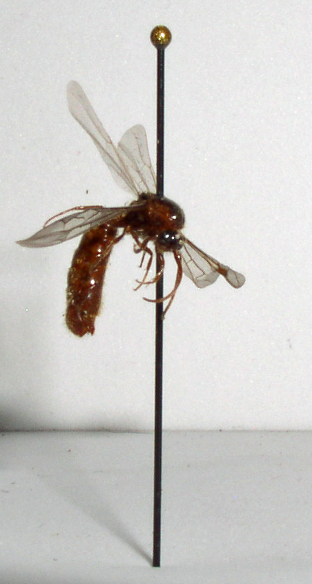 Neivamyrmex harrisii