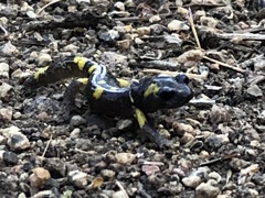 Ensatina eschscholtzii croceater