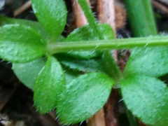 Galium rotundifolium