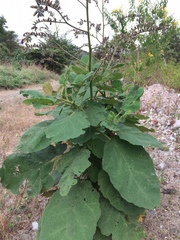 Wigandia ecuadorensis