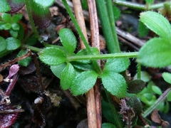 Galium rotundifolium