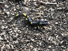 Ensatina eschscholtzii croceater