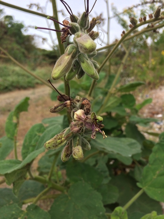 Wigandia ecuadorensis