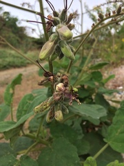 Wigandia ecuadorensis