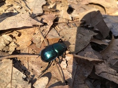 Geotrupes splendidus