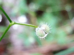 Galium rotundifolium