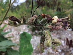 Wigandia ecuadorensis