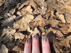 Geotrupes splendidus