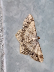 Psamatodes abydata