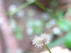Galium rotundifolium